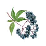 Elderberry Graphic