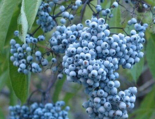 Are All Elderberries Created Equally?