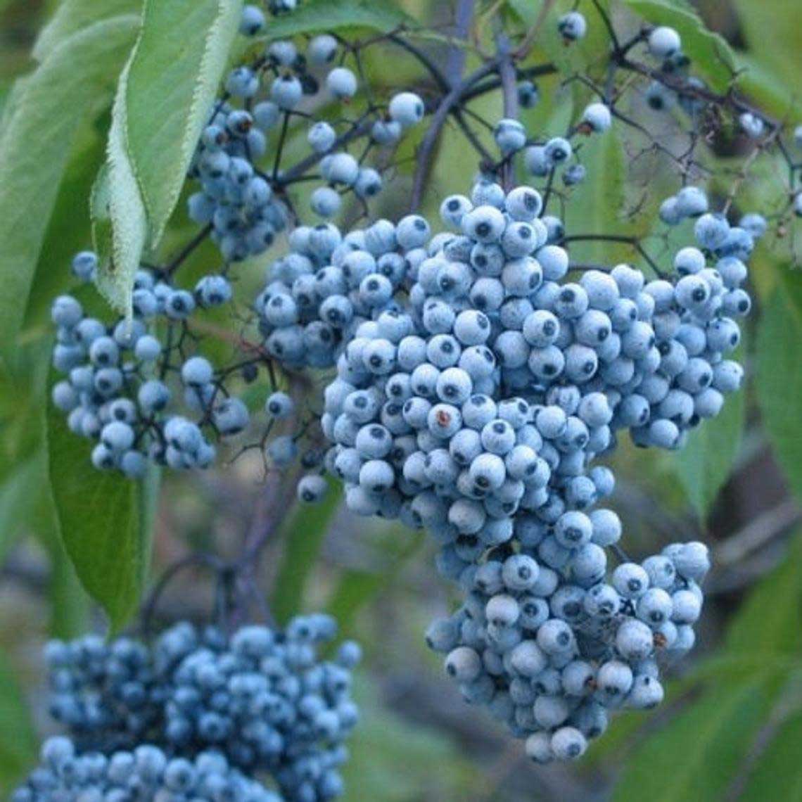 Elderberries in the wild.