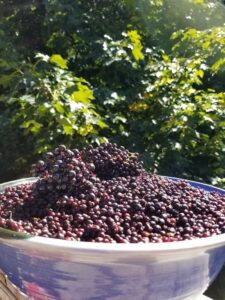 Bowl of Idaho Elderberries