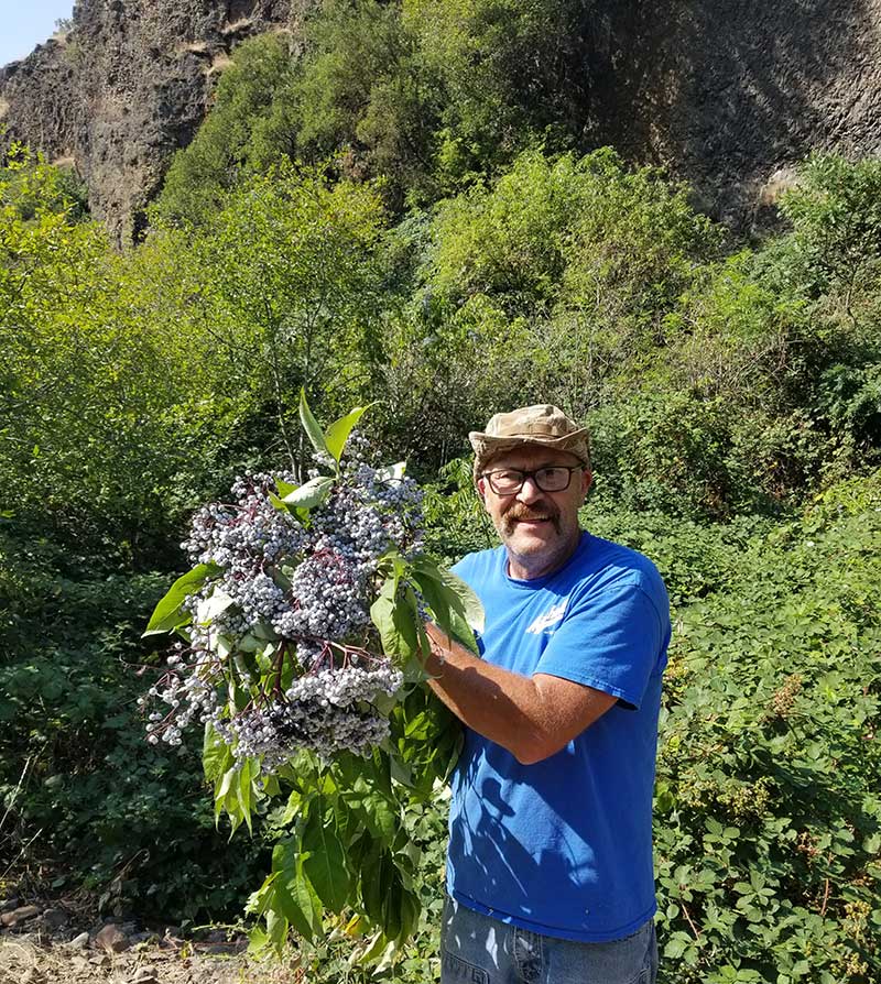 Darryl holding a bouquet of ripe elderberries being harvested.