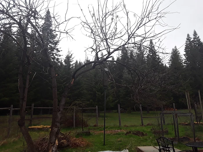 Idaho Elderberry Tree in Backyard