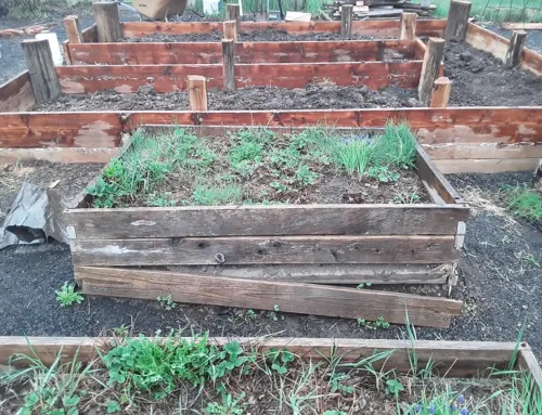 SPRINGTIME IN USDA ZONE 4?