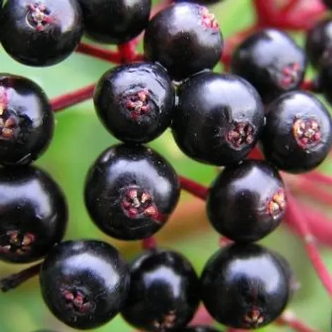 Sambucus Nigra