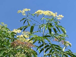 Spring Elderberry blossoms