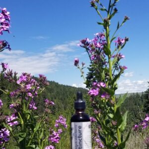 Black Elderberry Tincture