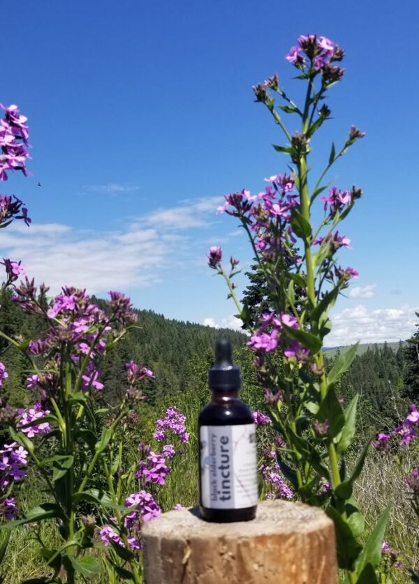 Black Elderberry Tincture