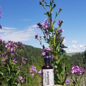 Elderflower Tincture 2 ounce